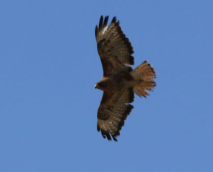 Buzzard July 2022.jpeg