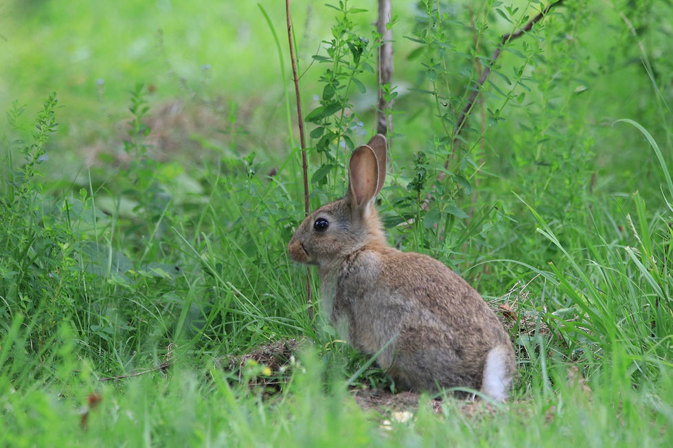 Rabbit 2022.jpeg