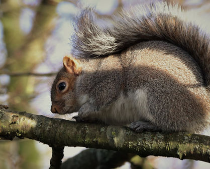 Grey Squirrel 2022.jpeg