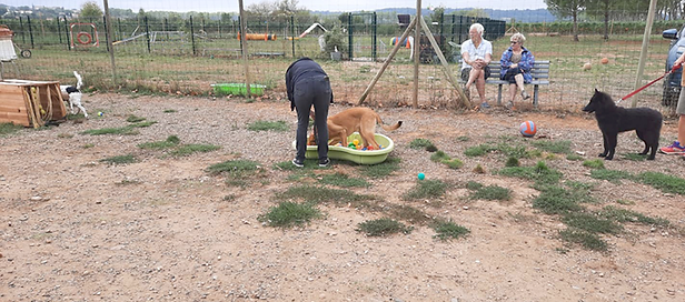 Saïane à l'Education canine 34