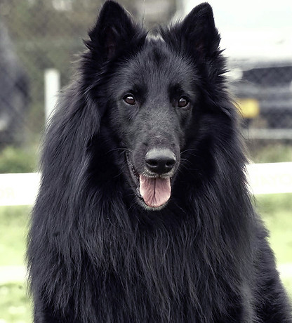 Skoll.jpg
