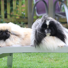 Zwei Pekinesen liegen entspannt auf einer Gartenliege