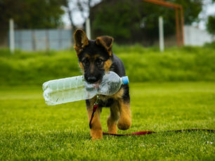 Keep Your Pooch Chill: Fun Tips to Keep Your Dog Safe and Cool This Summer