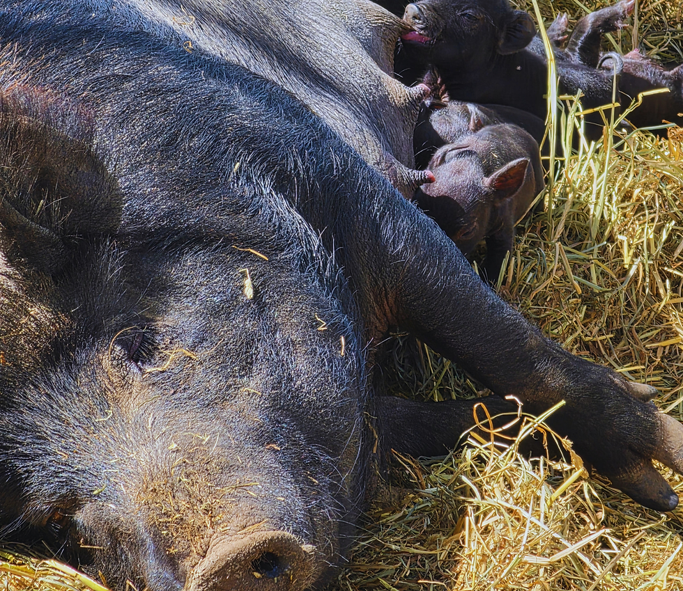 Aghkune.png