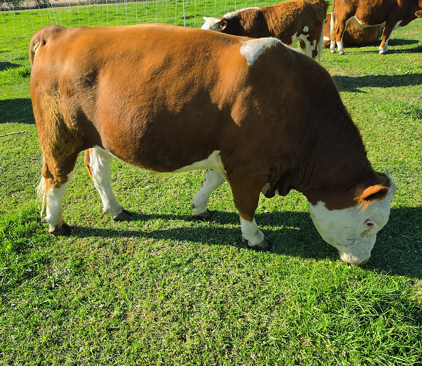 Sirloin.png