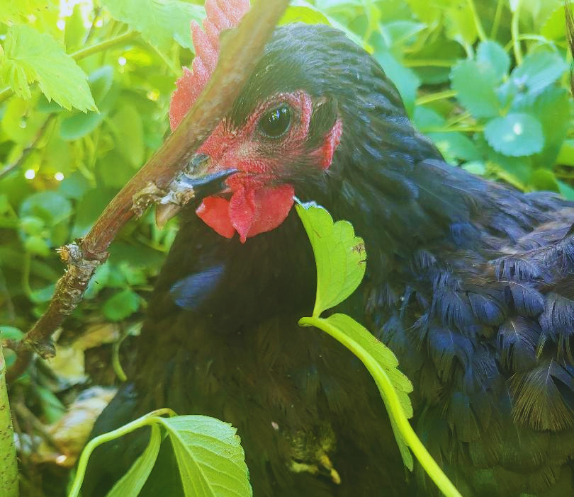 Chicken.png