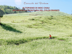 ALTOPIANO DI MOC CHAU - INCANTEVOLE FIORITURA DEL COLZA BIANCO