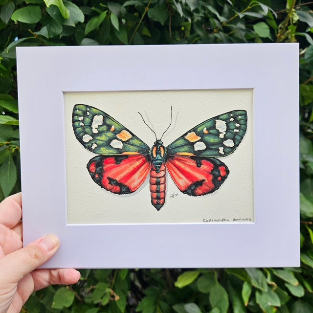 Scarlet Tiger Moth Original Painting