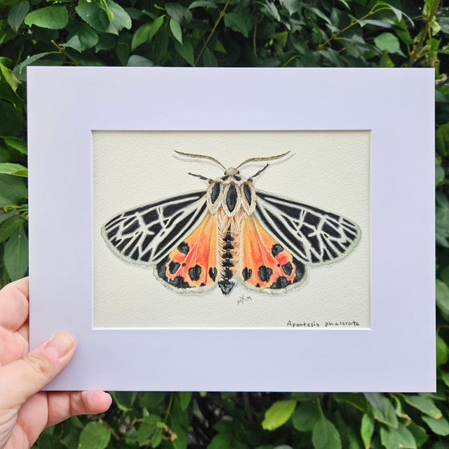 Harnessed Tiger Moth Original Painting
