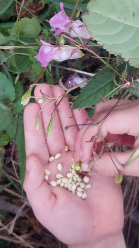 Kräuterwanderung für Einsteiger