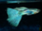79520014_19b48bbe8e_c.jpg