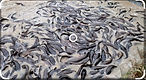 Screenshot_20211228-101257-1.jpg
