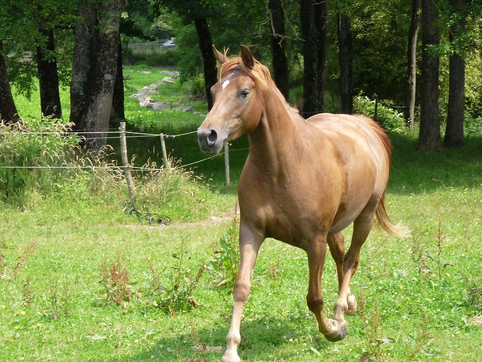Uranie