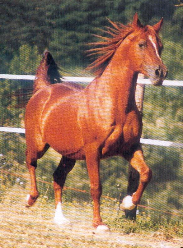 safi el din