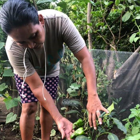 New Family Gardens Program