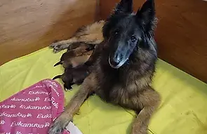 naydra met de pups_ ligjpg_.webp