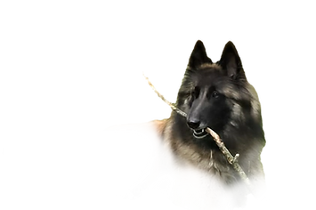 75a21ce6-fc8a-4f94-97bf-b64daffc4c09_edited_edited.png