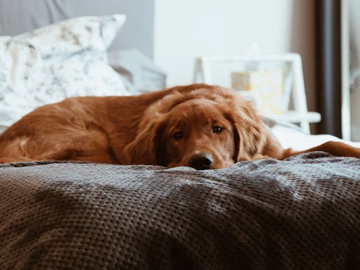 Now They're Coming For Your Pets: Huge Culls Planned for Pets Whose Owners Don't Get Them Vaccinated