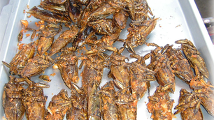 EU Approves Sale of Bugs as Food in Europe