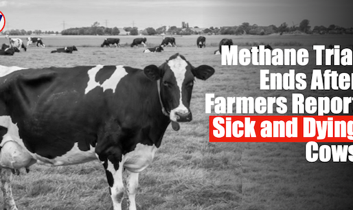 Bovaer Trials Halted After Farmers Expose Sick and Dying Herds