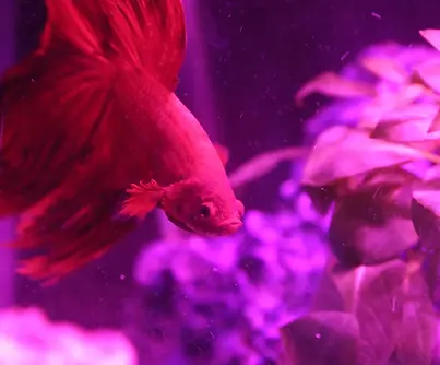 IMG_20240823_084339_436 (1).webp