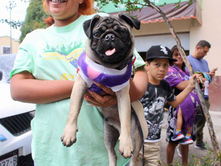 Se suma Icatmi a jornada de esterilización canina y felina del DIF Michoacán