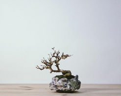 saby 2020AW Collection x BONSAI REBUBLIC