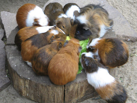 Guinea Pigs on the Current Channel