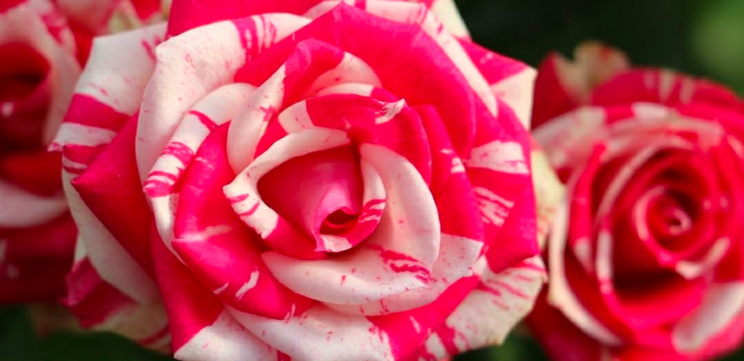 Fireworks Floribunda Rose