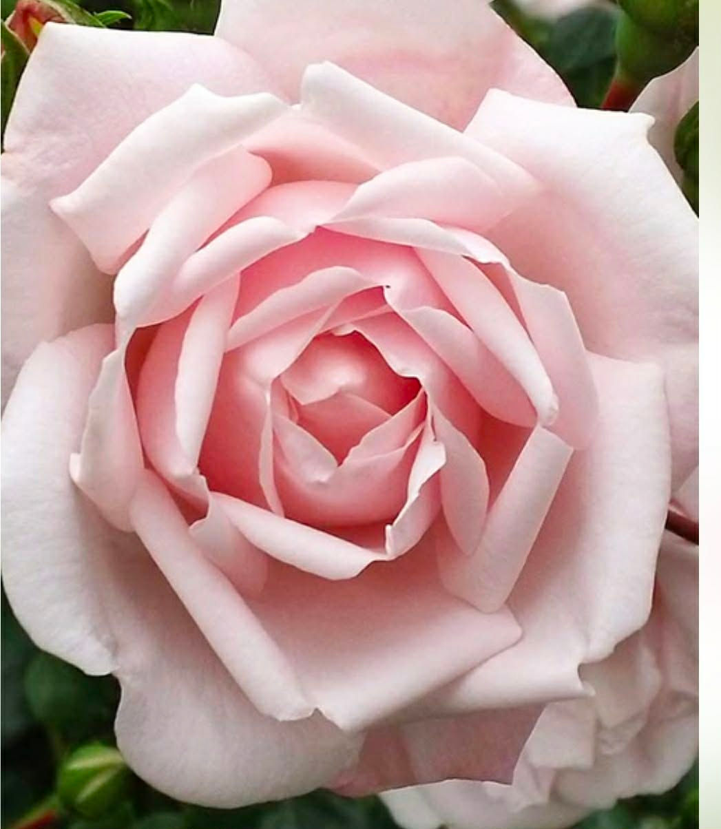 Climbing New Dawn Rose