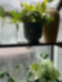IMG_5336.jpeg
