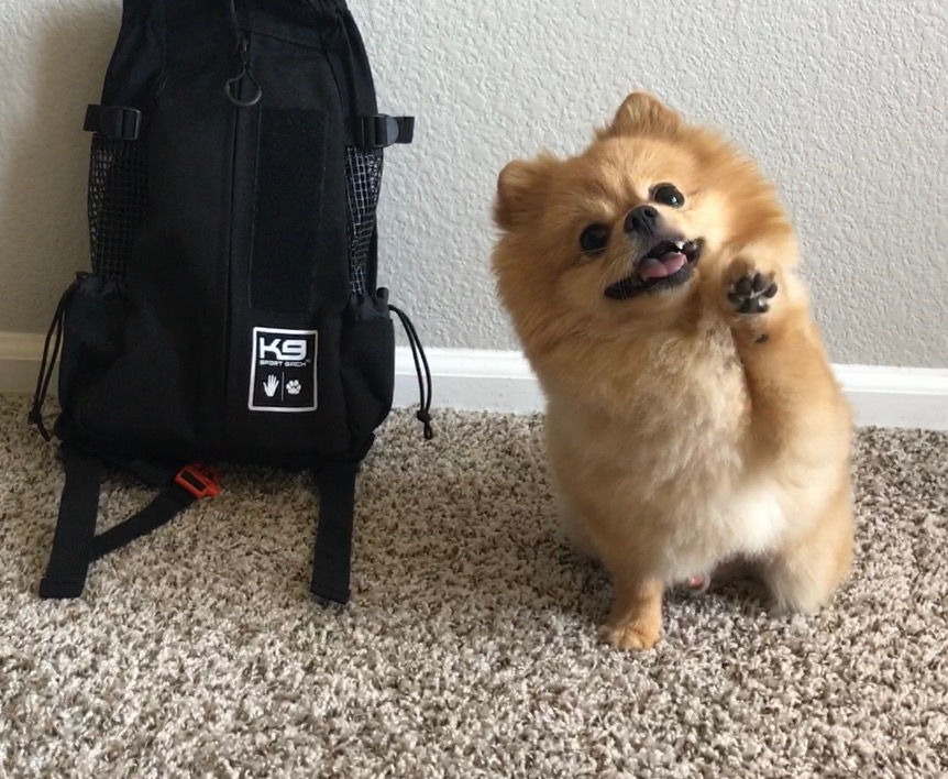 Product Review- K9 SportSack AIR (Dog Carrier Backpack)