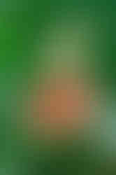 FC2A2668.jpg