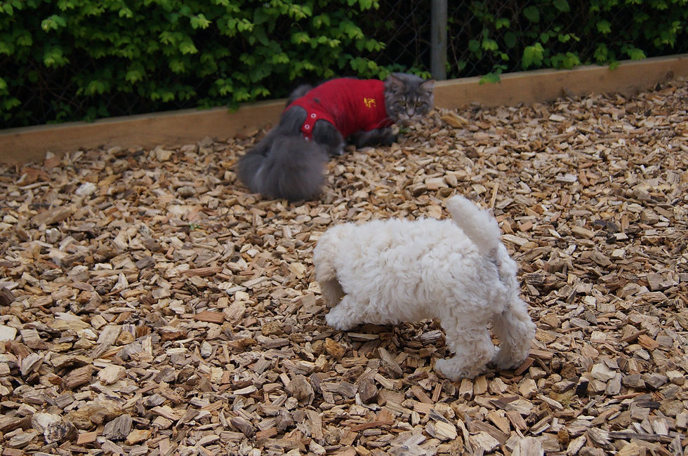 Ob man die beschnuppern darf?