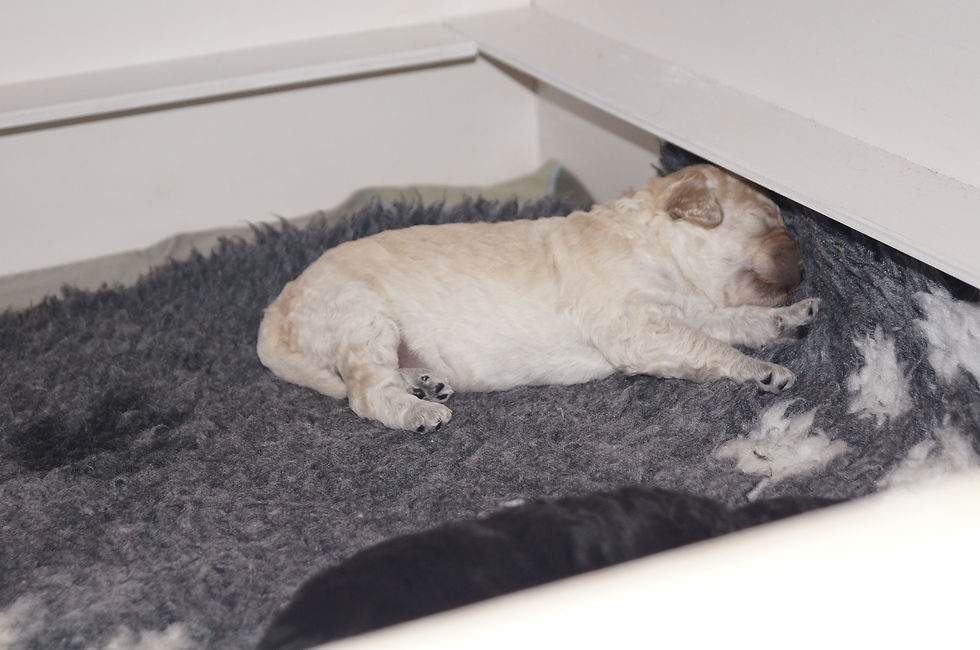 Mister Grün schläft tief und fest