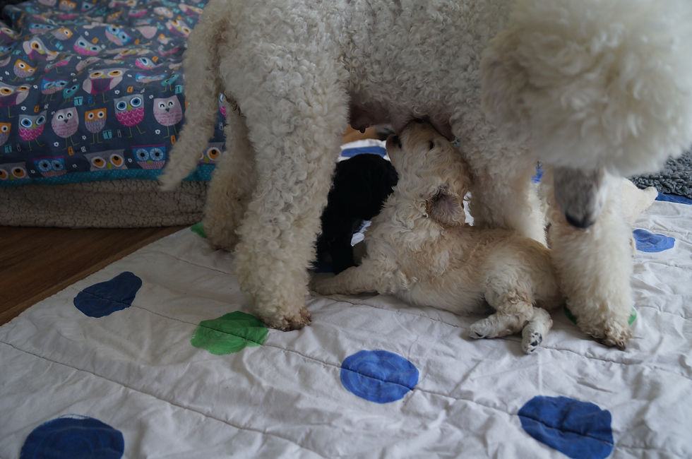 An der Stehbar kann man auch liegen.