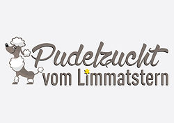 weisse Pudelhündin, Zucht, weiss