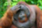 Flanged male, photo source: Arkinspace.com