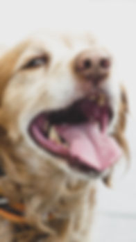 colin-sabatier-pZKiuvS5jwY-unsplash.jpg