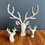 Miniature : Têtes de cerf