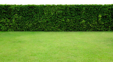 Long tree hedge and green grass lawn. The upper part isolated on white background..jpg