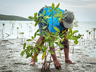Plantation de mangroves.jpg
