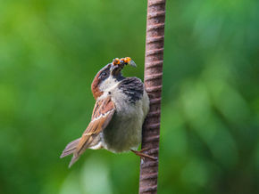 Many mouths to feed...
