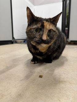 654344164_2042773203053259_1845315595653468458_n