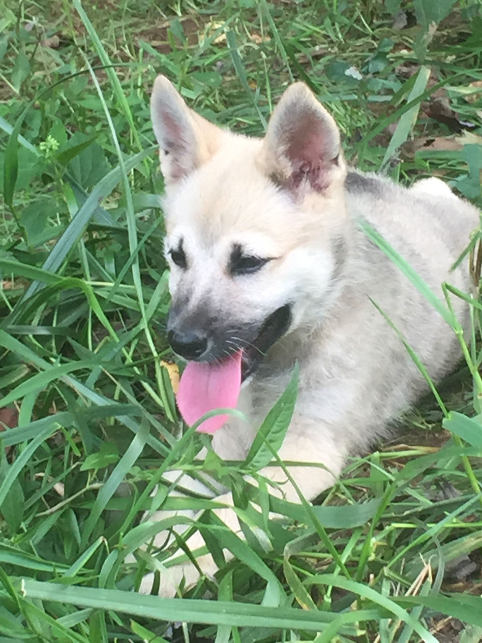 Baron | Adopted