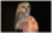Owl Banding at Kettle Creek Members Only
