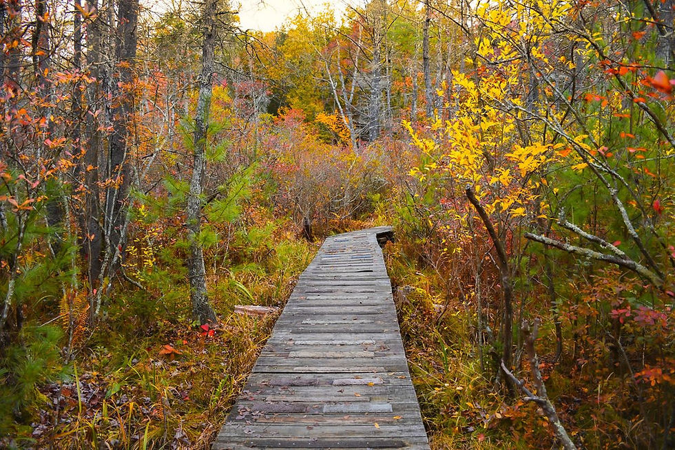 Cranberry Bog Walk and Talk - Members only
