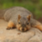 How Critters Keep Cool