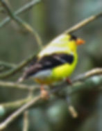 Birding Walk at Pomeroy McMichaels Creek Nature Preserve