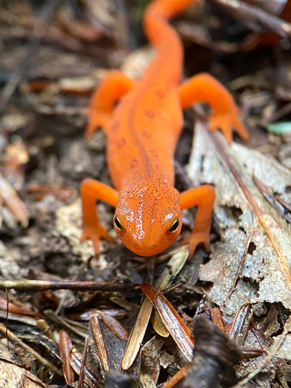 Rock and Reveal: Critters at Fieldstone Farm MEMBERS ONLY